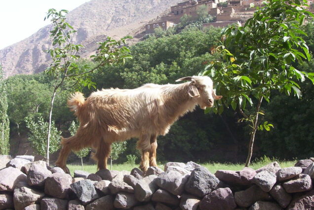 Authentic Encounter: Living with Berber Women Live with the Berber women of the Imlil valley (special women's stay)